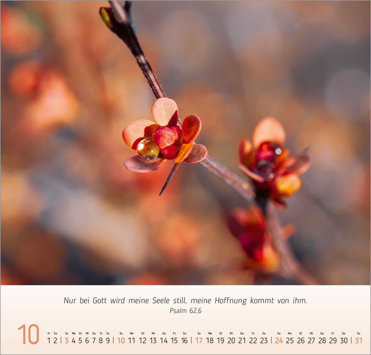 Wandkalender - Gesichter der Natur 2027