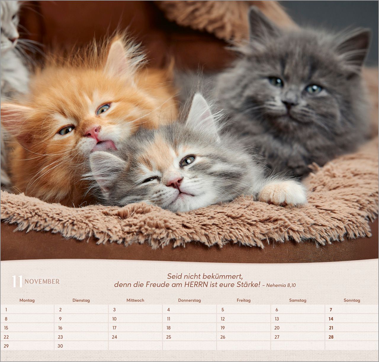 Wandkalender - Katzen 2027 Wandkalender
