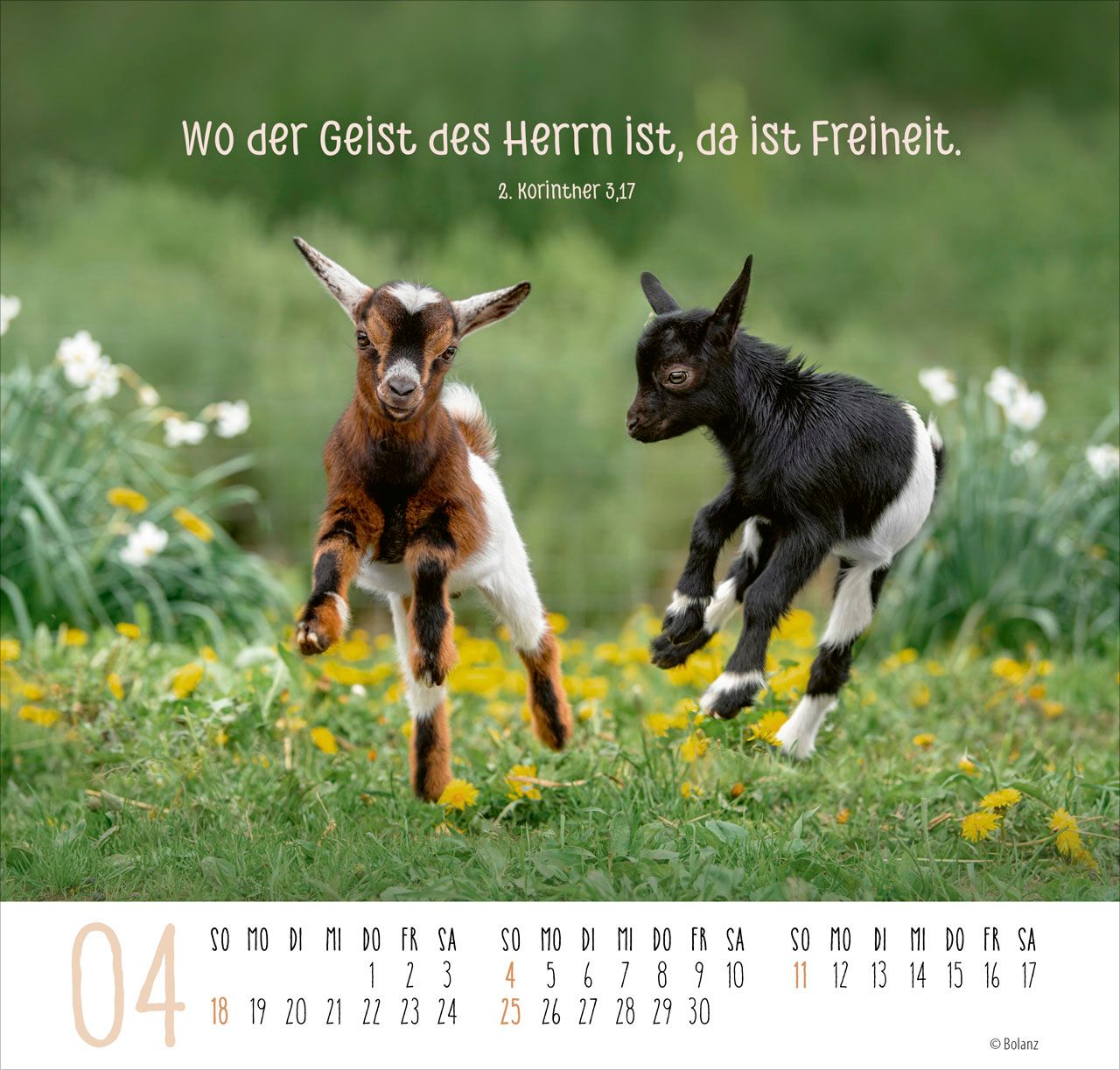 Posterkalender - Beste Freunde 2027