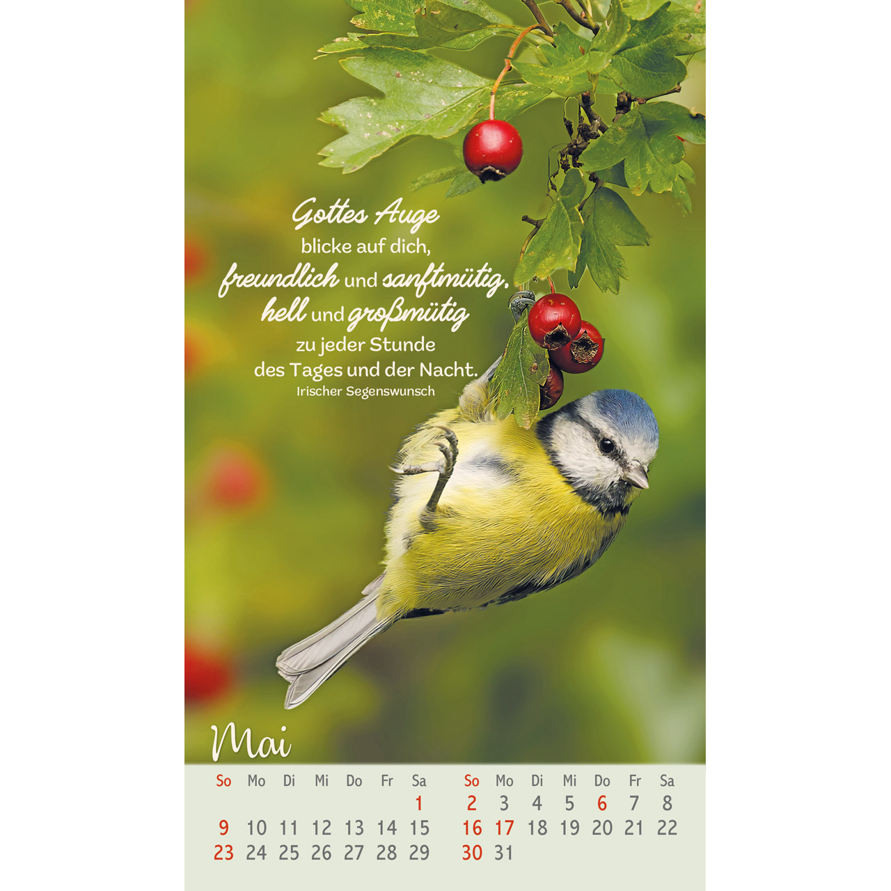 Postkartenkalender - Beflügelt und geborgen 2027