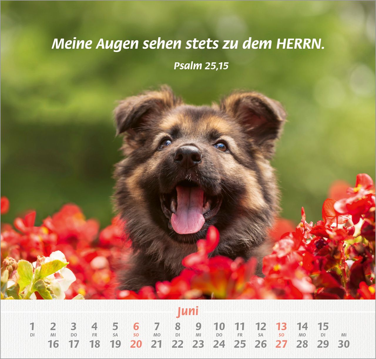 Wandkalender - Ich hab dich gern 2027 Wandkalender