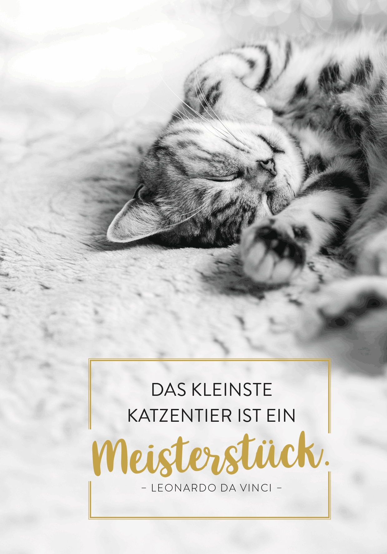 Buchkalender - Für Katzenfreunde 2027