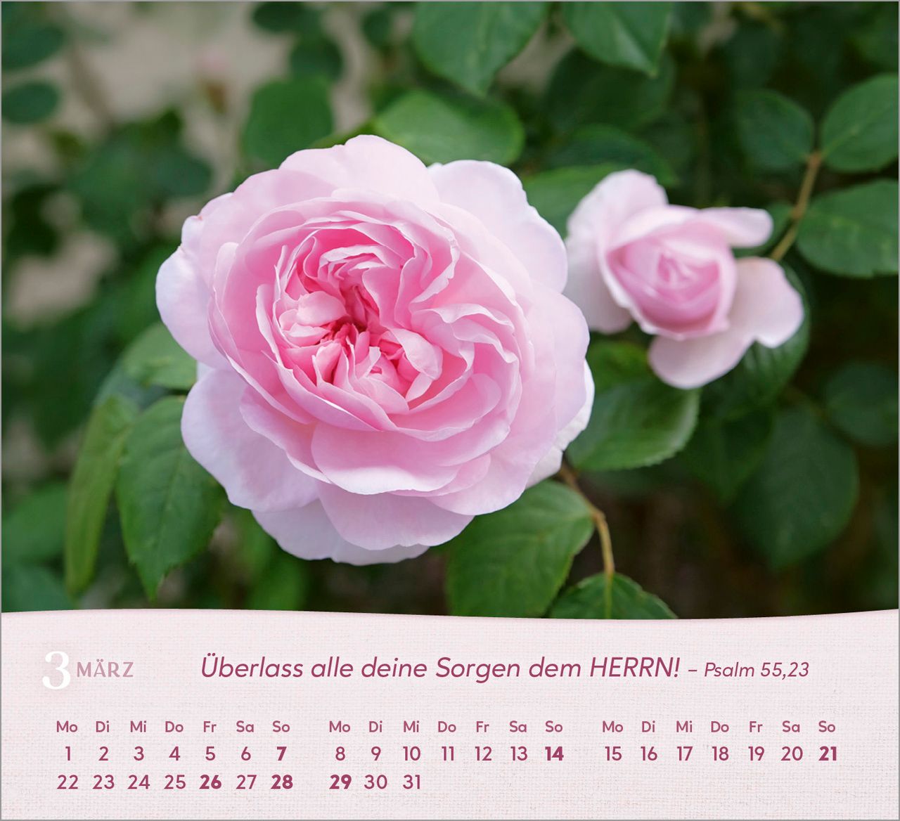 Tischkalender - Rosen 2027
