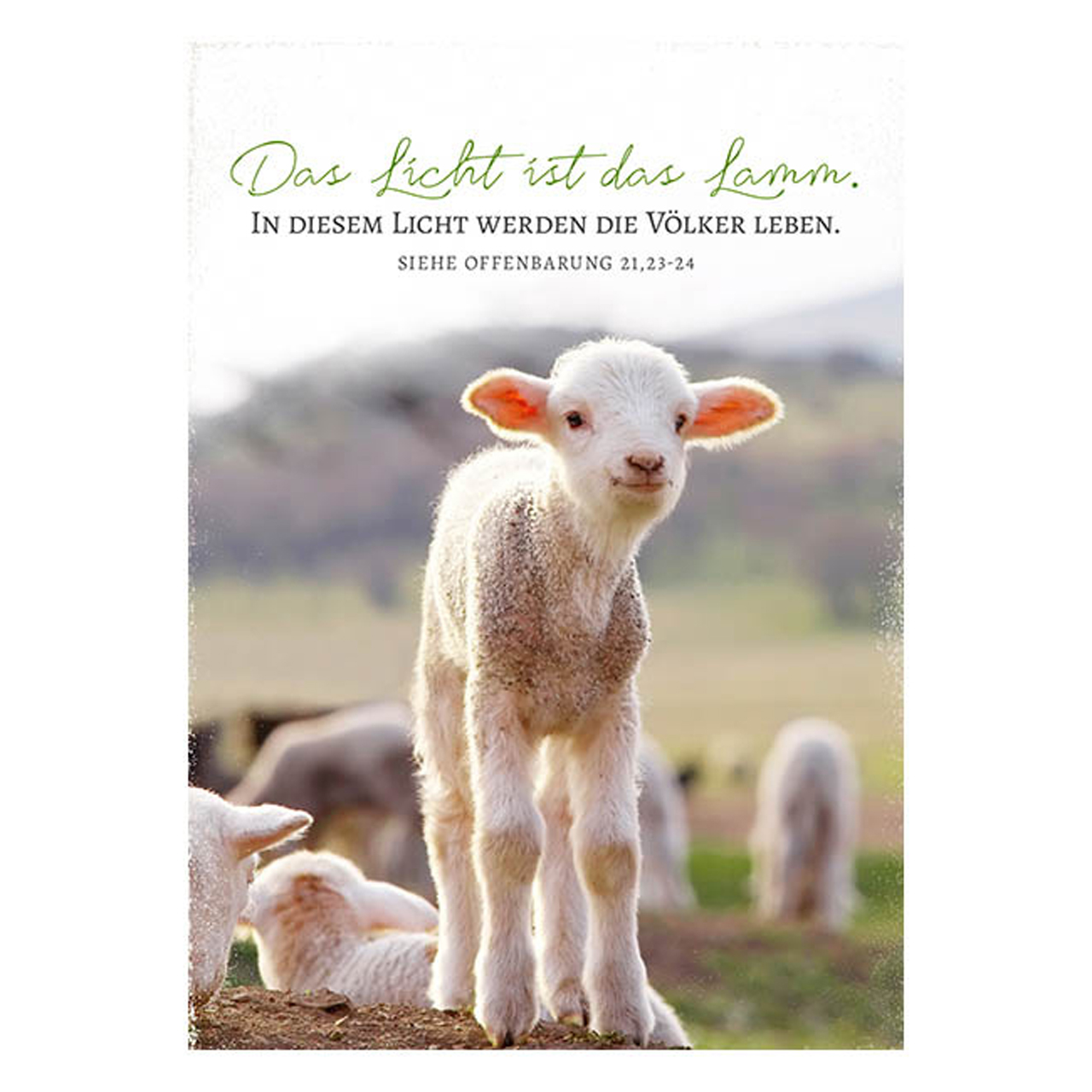 Postkarte - Postkarte 'Das Licht ist das Lamm. In diesem Licht werden   die Völker leben. Si - Lamm Schafe