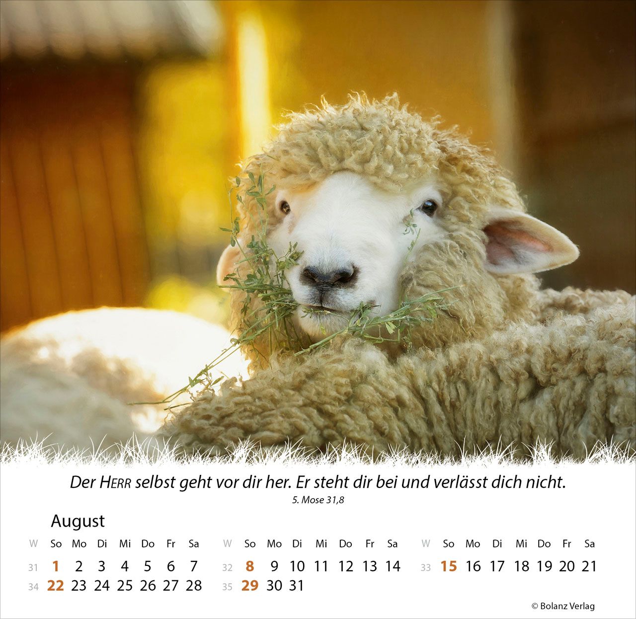 Tischkalender - Ein Leben für die Schafe 2027 Tischkalender
