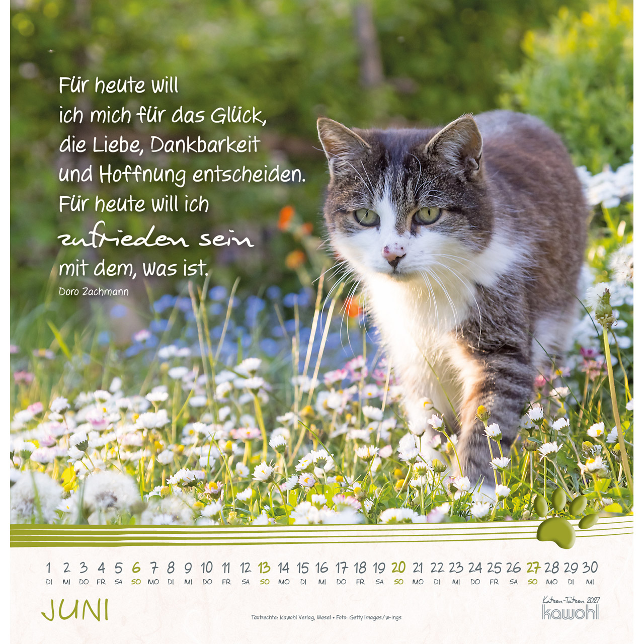Wandkalender - Katzen-Tatzen 2027