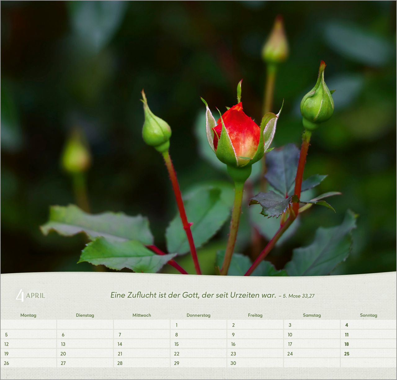 Wandkalender - Rosen 2027 Wandkalender