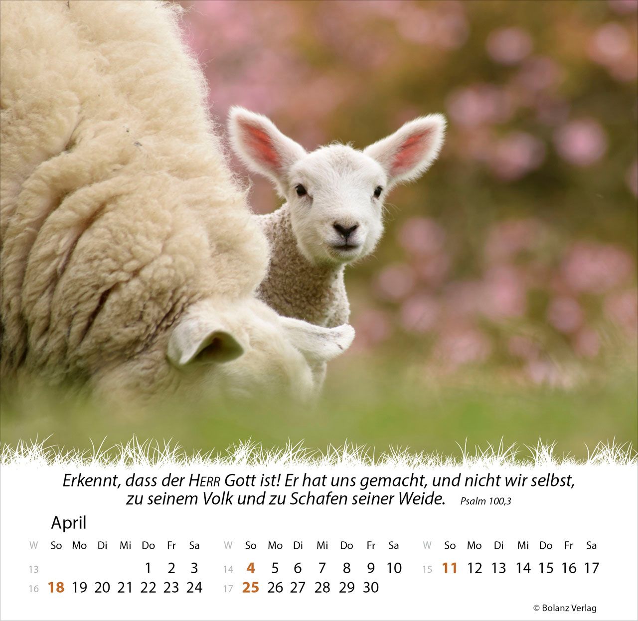 Tischkalender - Ein Leben für die Schafe 2027 Tischkalender