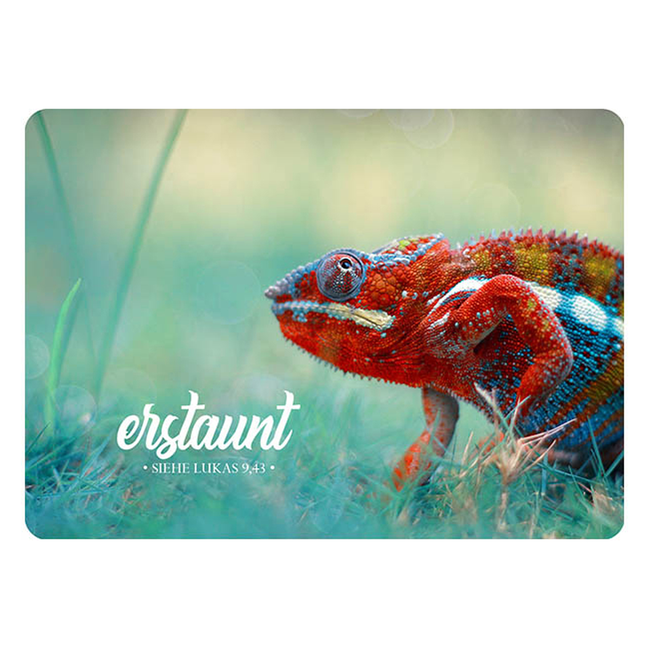 Postkarte - Postkarte 'erstaunt' 1EX - Wiese Salamander