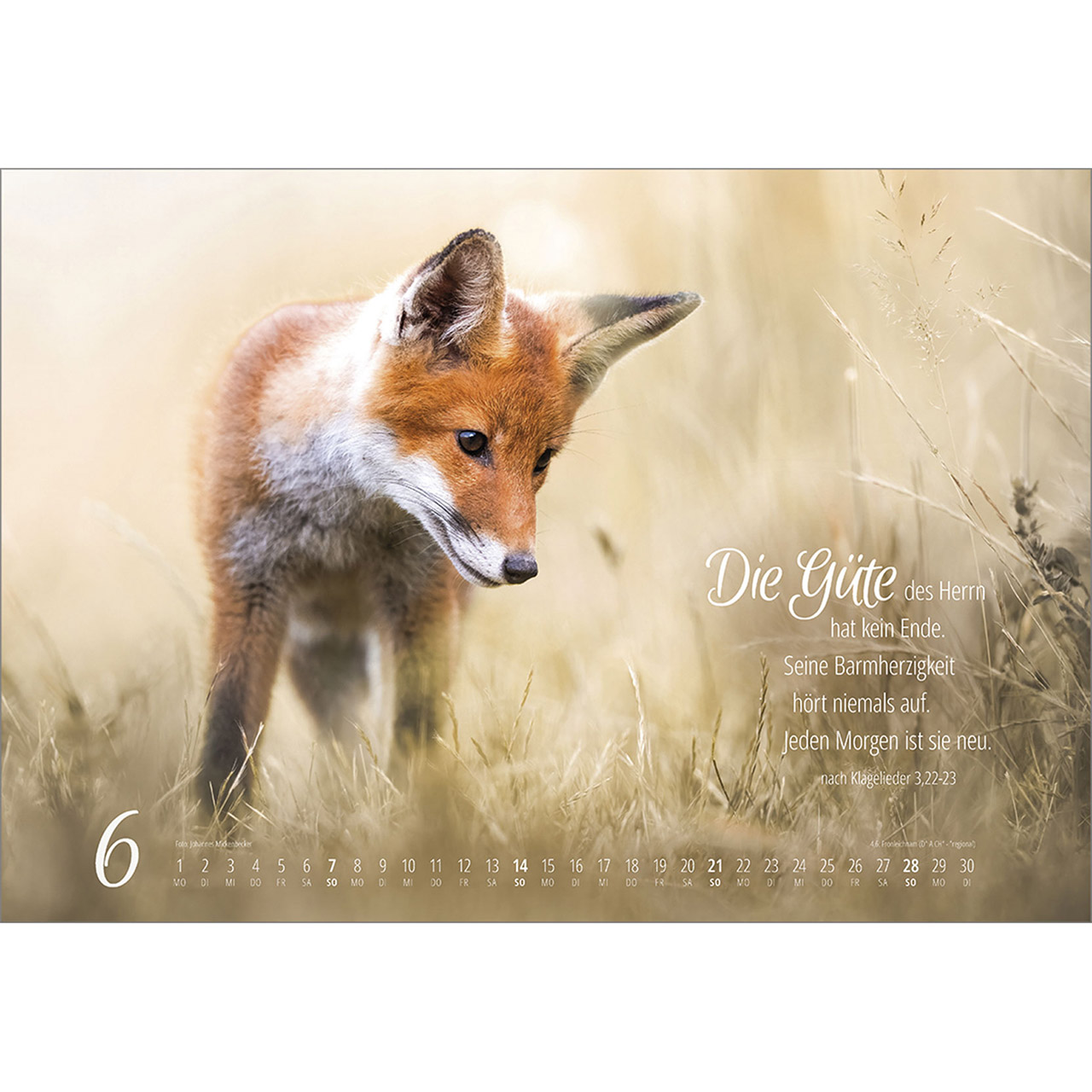 Wandkalender - Real Wildlife 2026