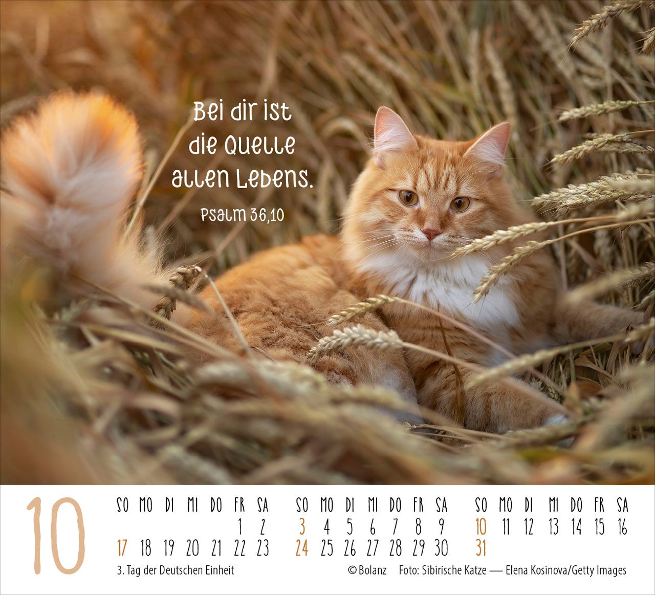 Aufstellkalender - Katzen 2027