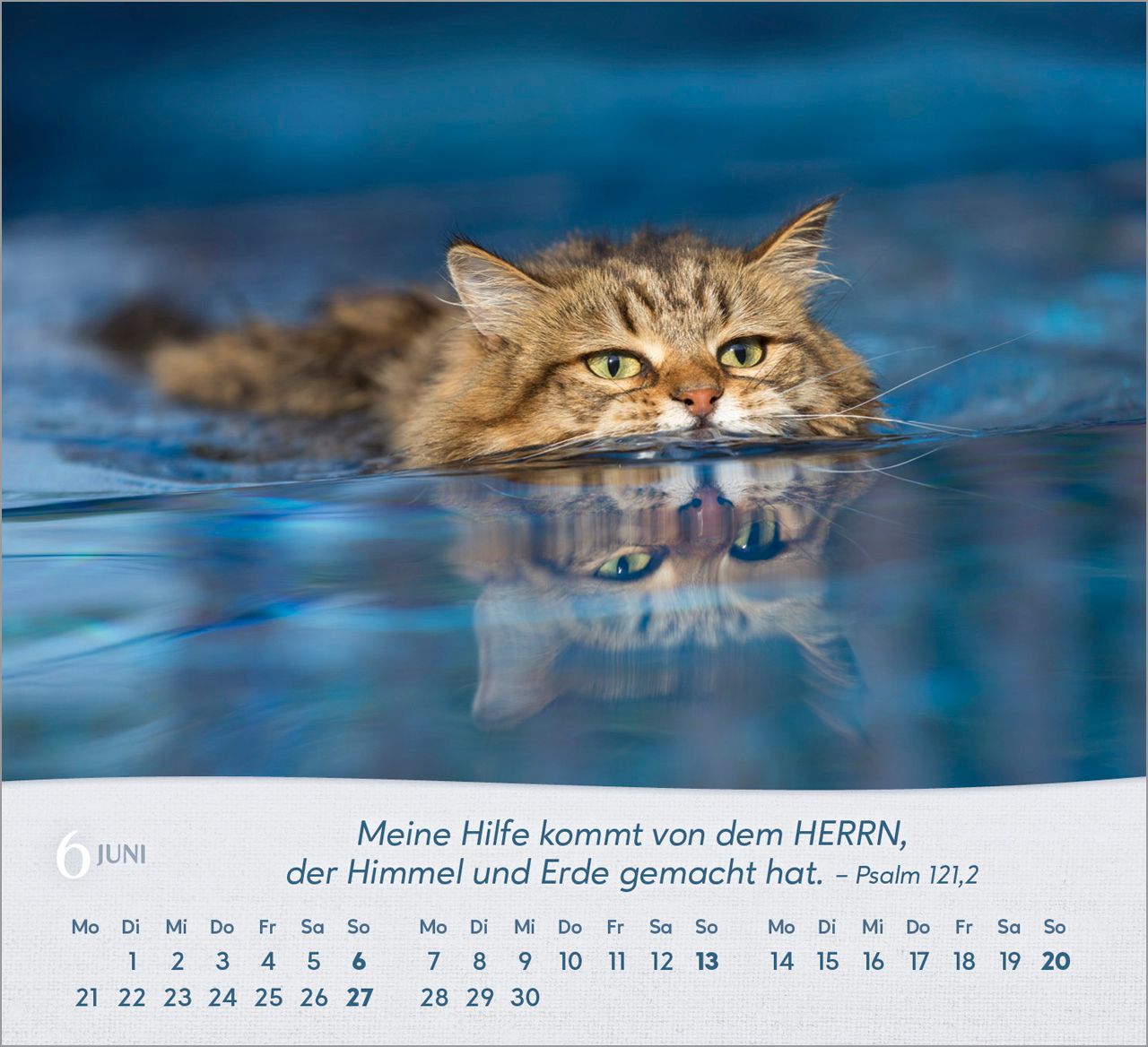 Tischkalender - Katzen 2027