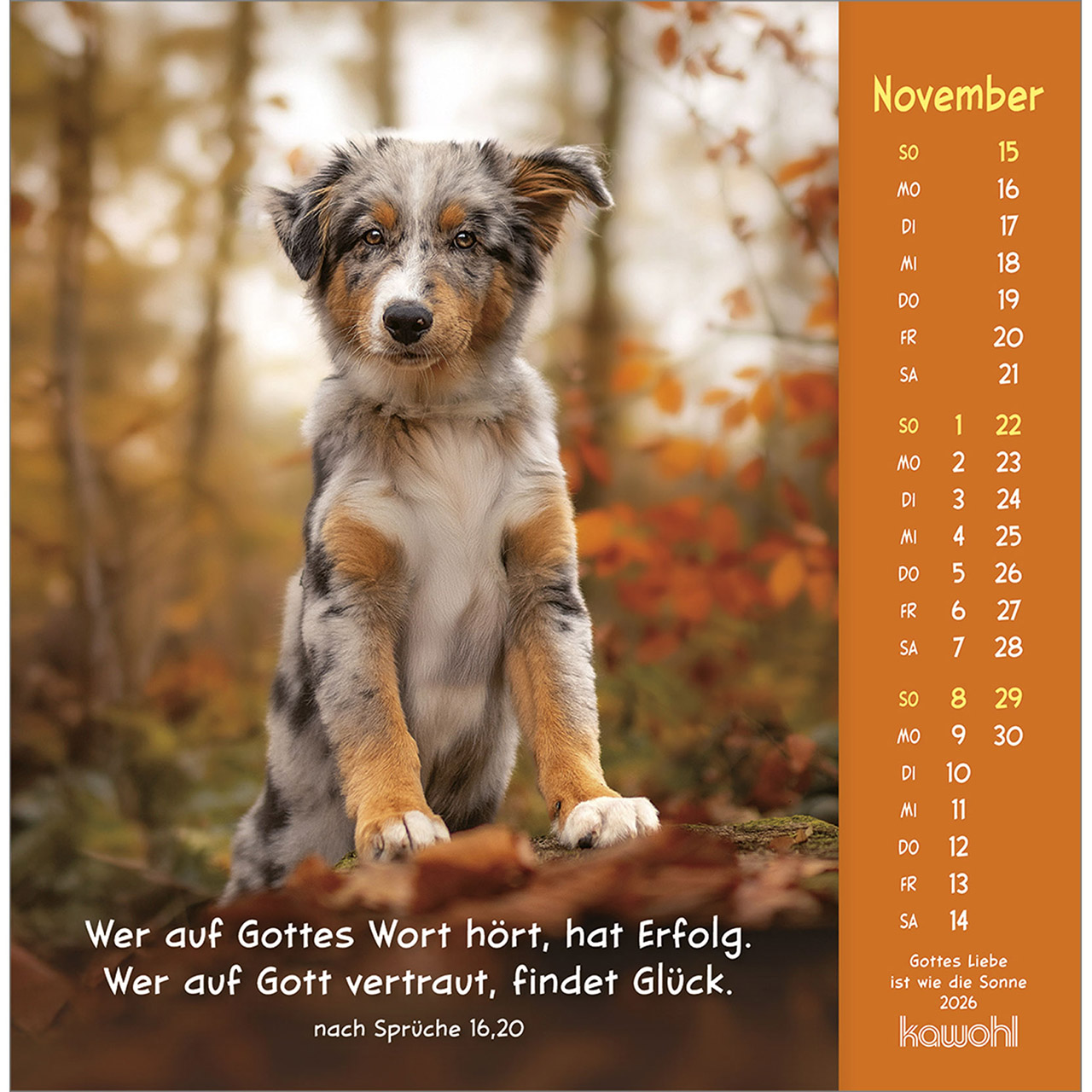 Postkartenkalender - Gottes Liebe ist wie die Sonne 2026 - Hase Kaninchen weiß