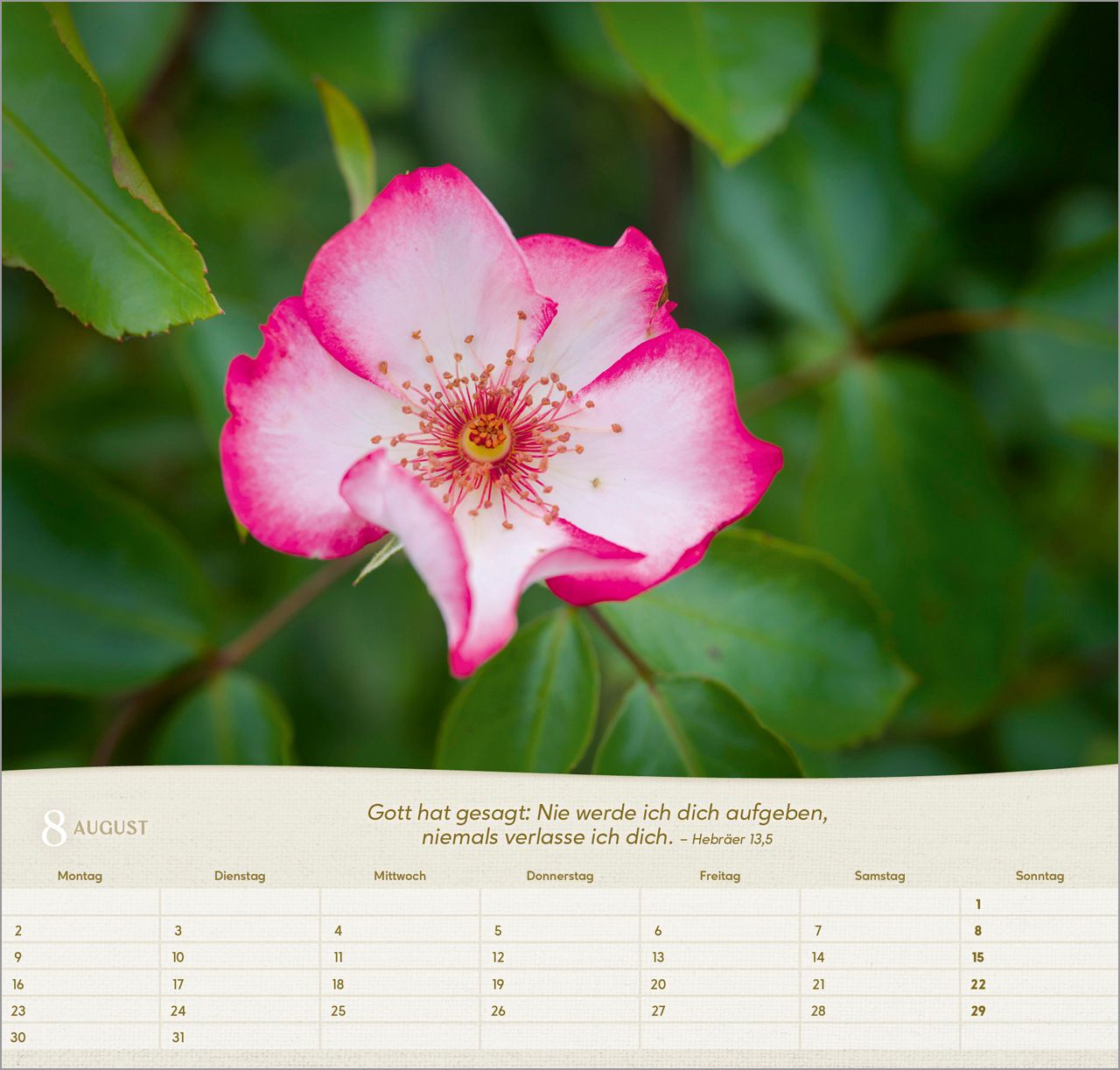 Wandkalender - Rosen 2027 Wandkalender