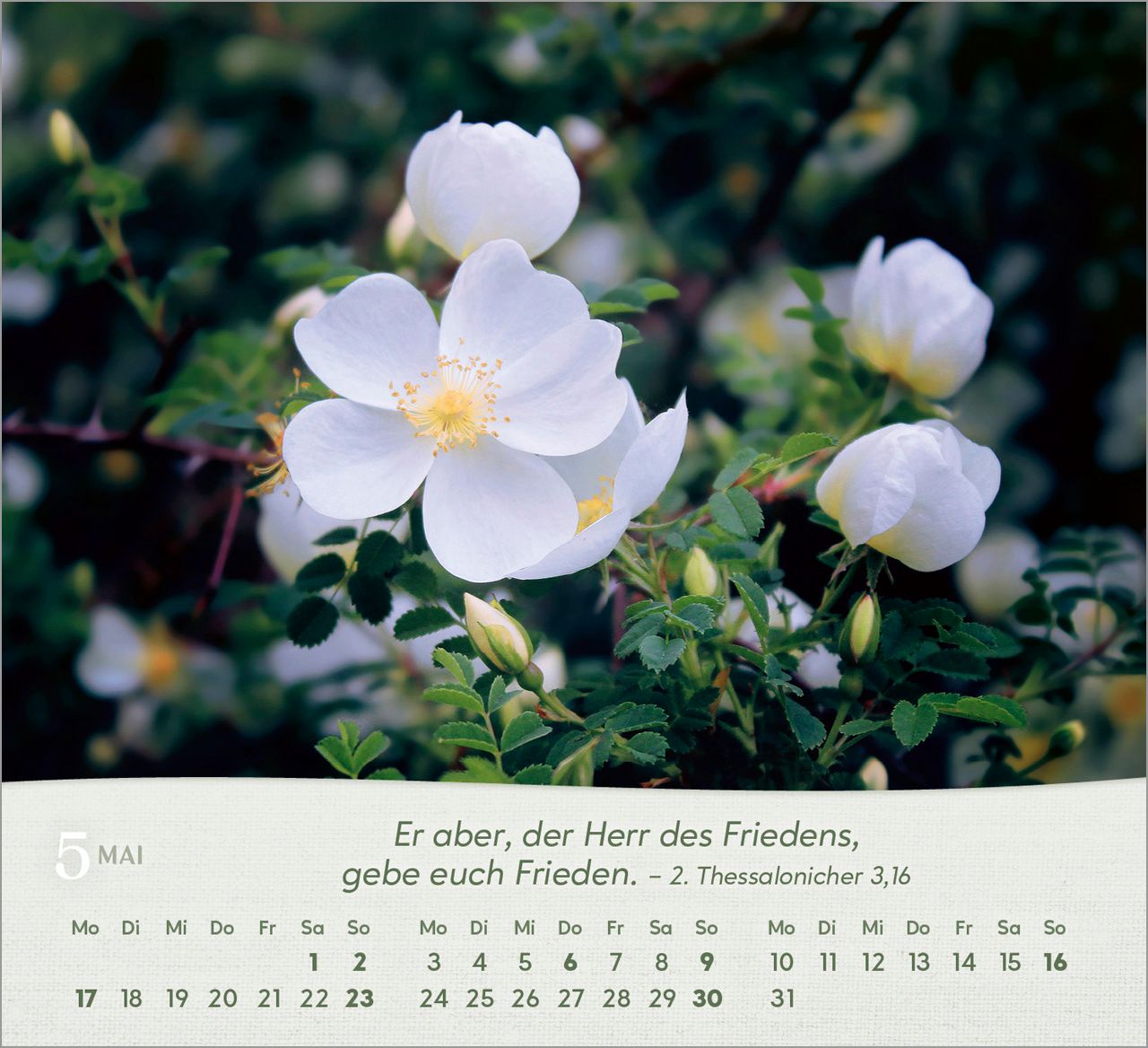 Tischkalender - Rosen 2027