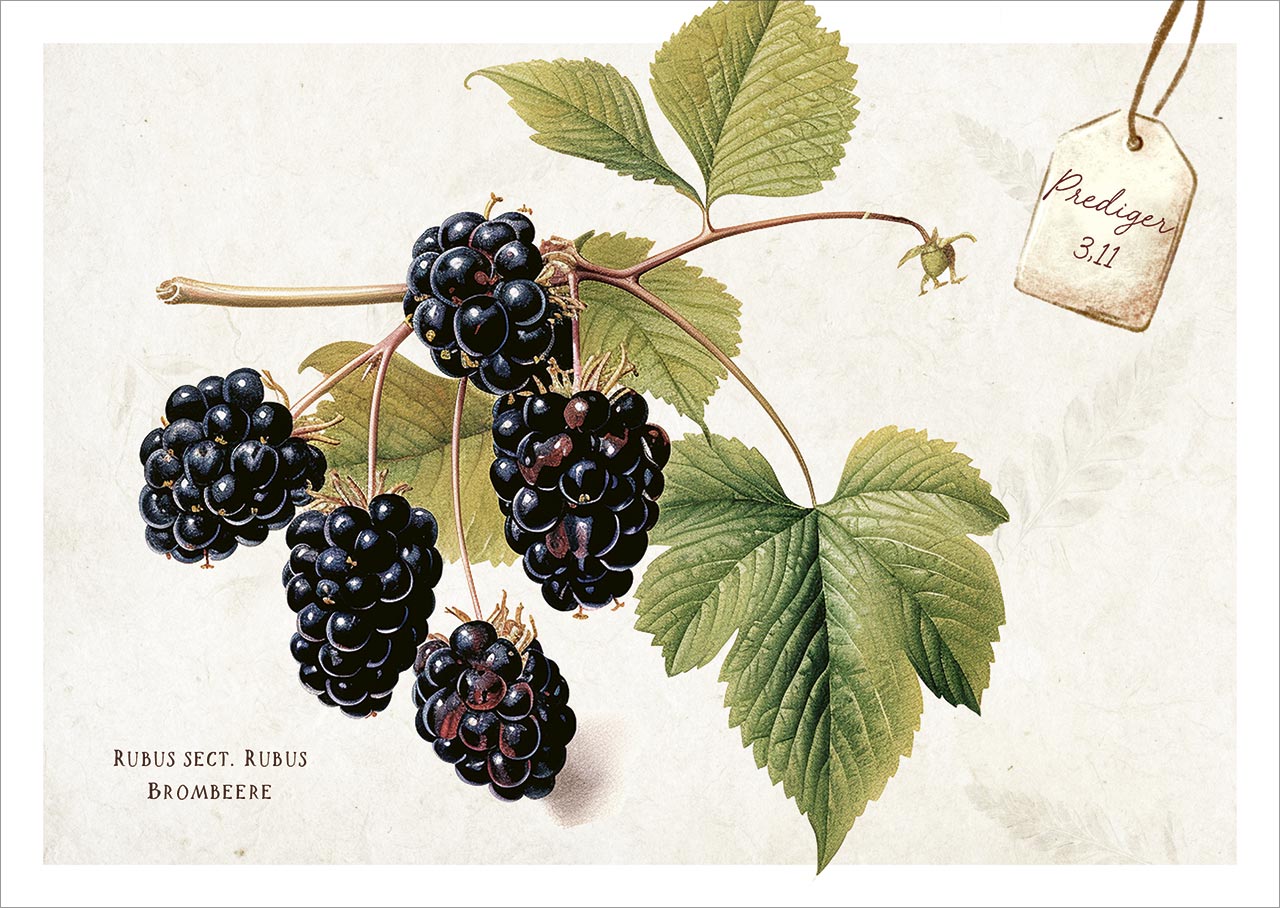 Karten-Box Papier - Postkartenbox "Meisterwerke des Schöpfer" - Igel