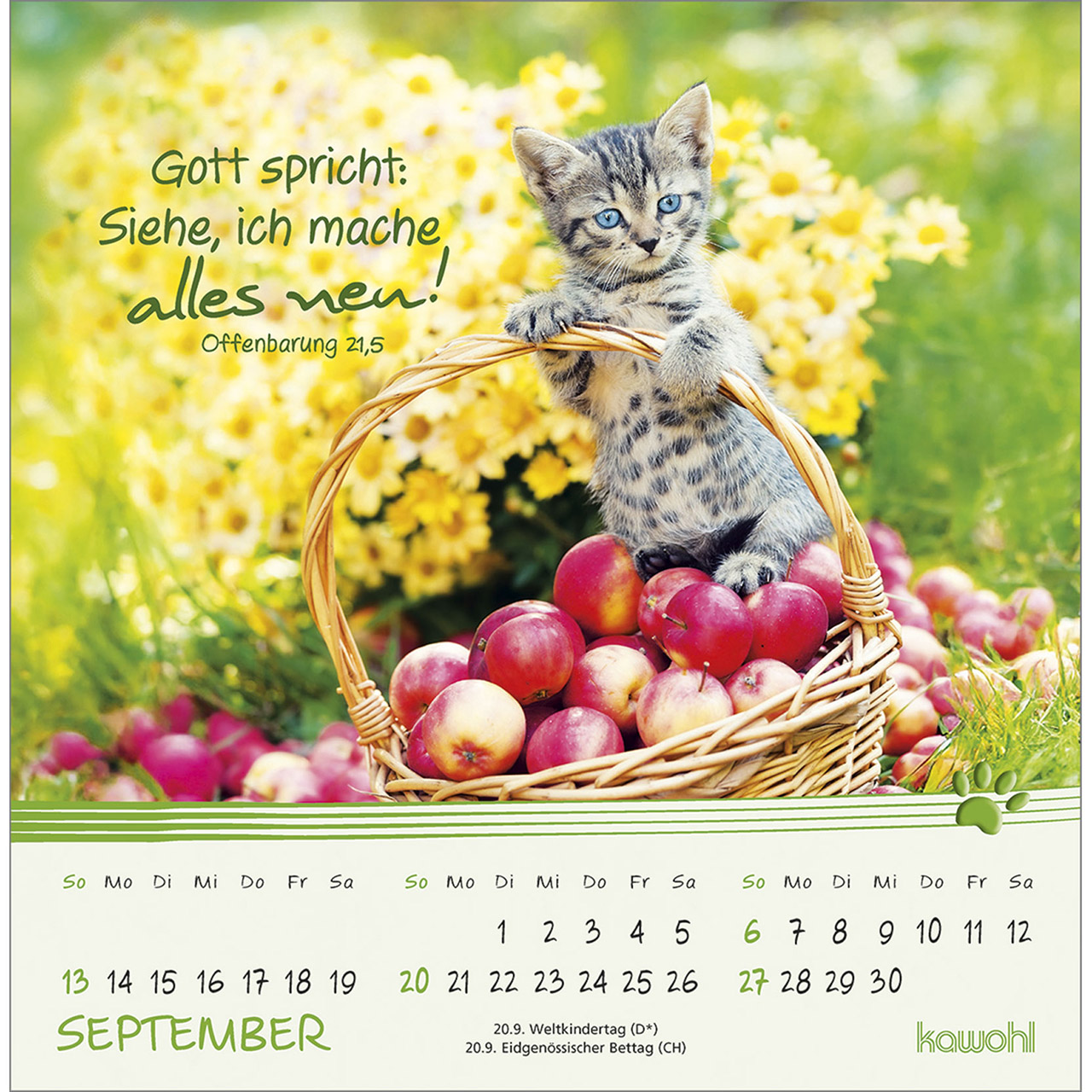 Postkartenkalender - Kleine Katzen-Tatzen 2026