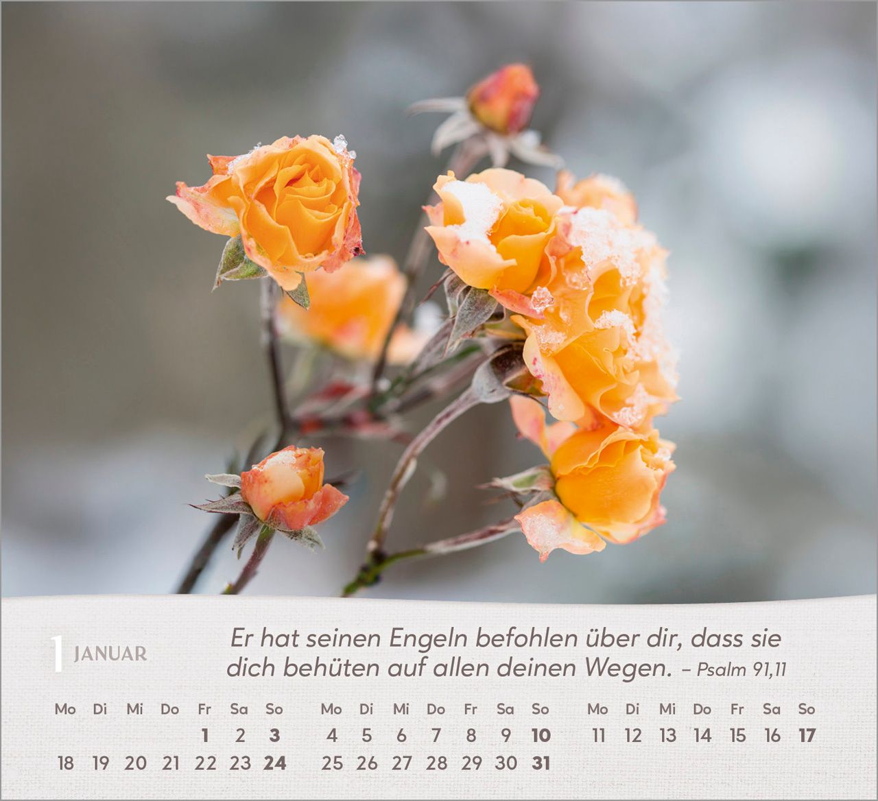 Tischkalender - Rosen 2027