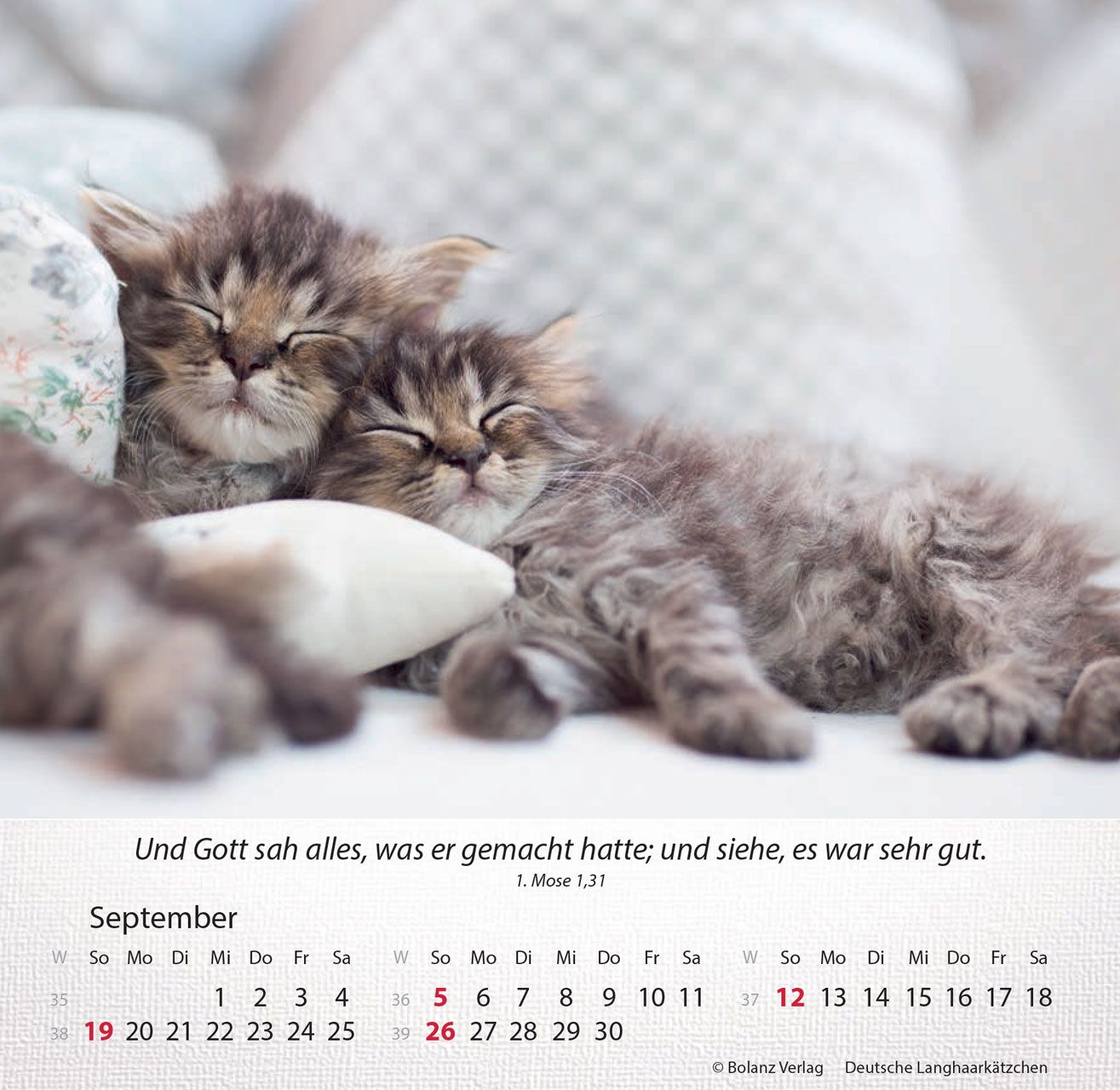 Tischkalender - Katzen 2027 Tischkalender