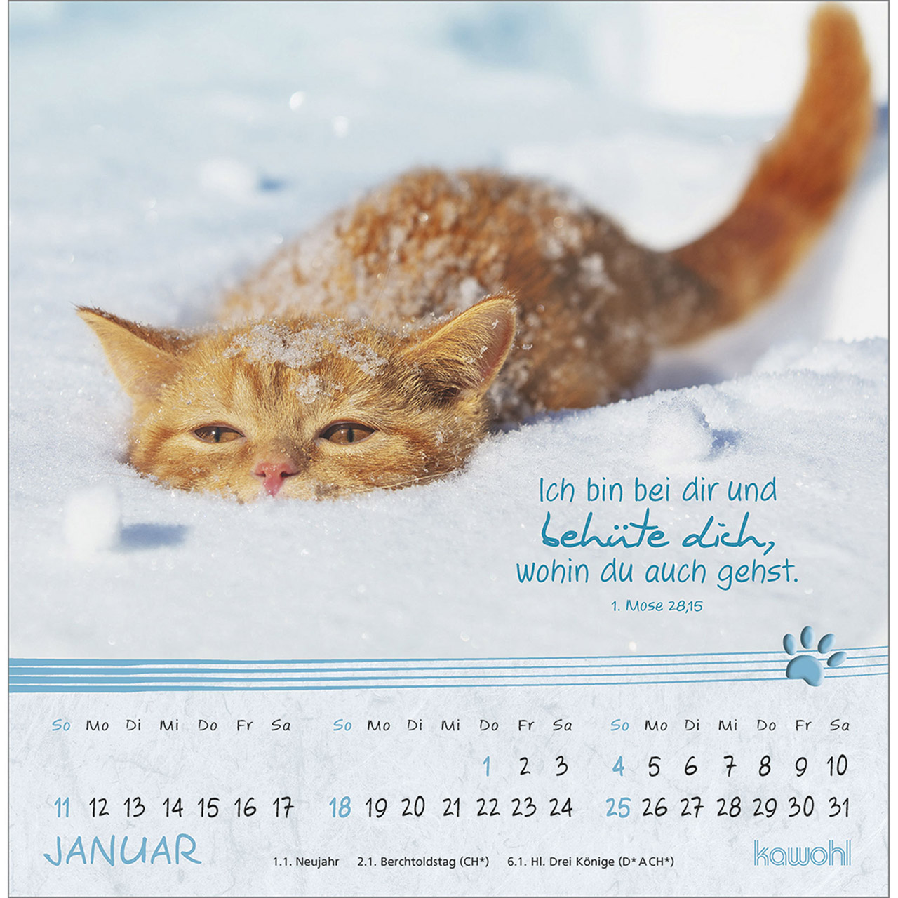 Postkartenkalender - Kleine Katzen-Tatzen 2026