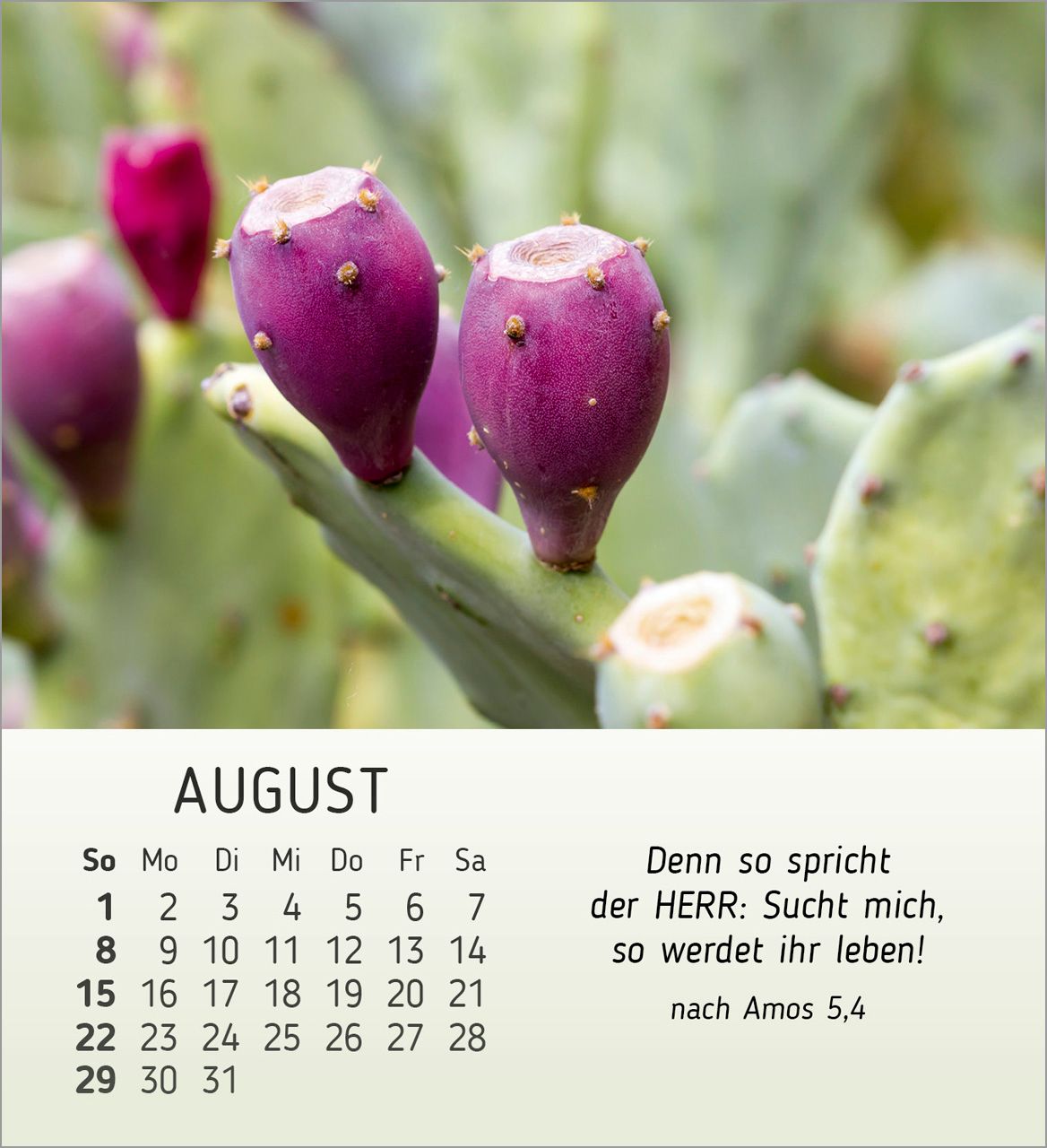 Tischkalender - Stille Begegnungen 2027