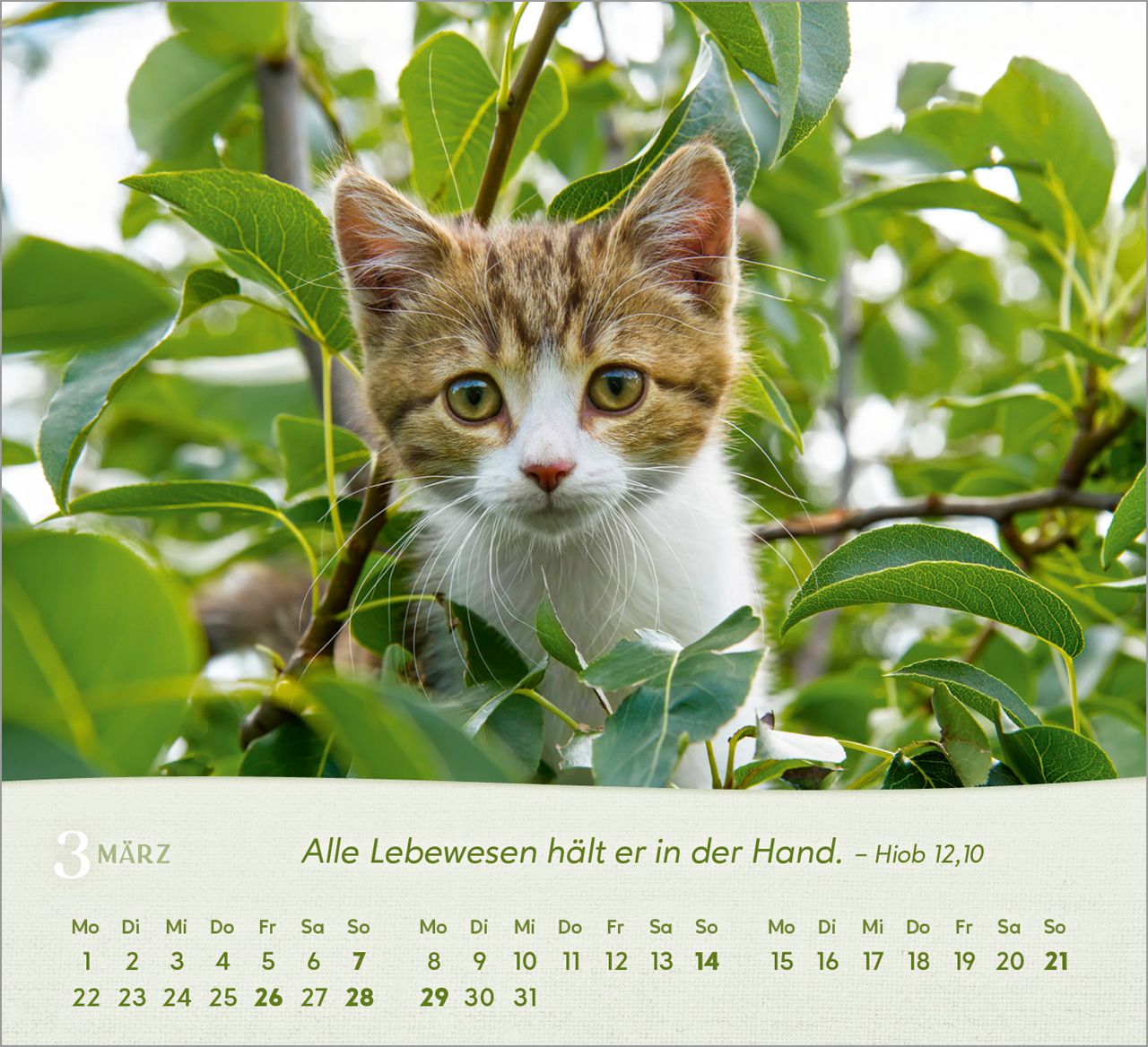 Tischkalender - Katzen 2027