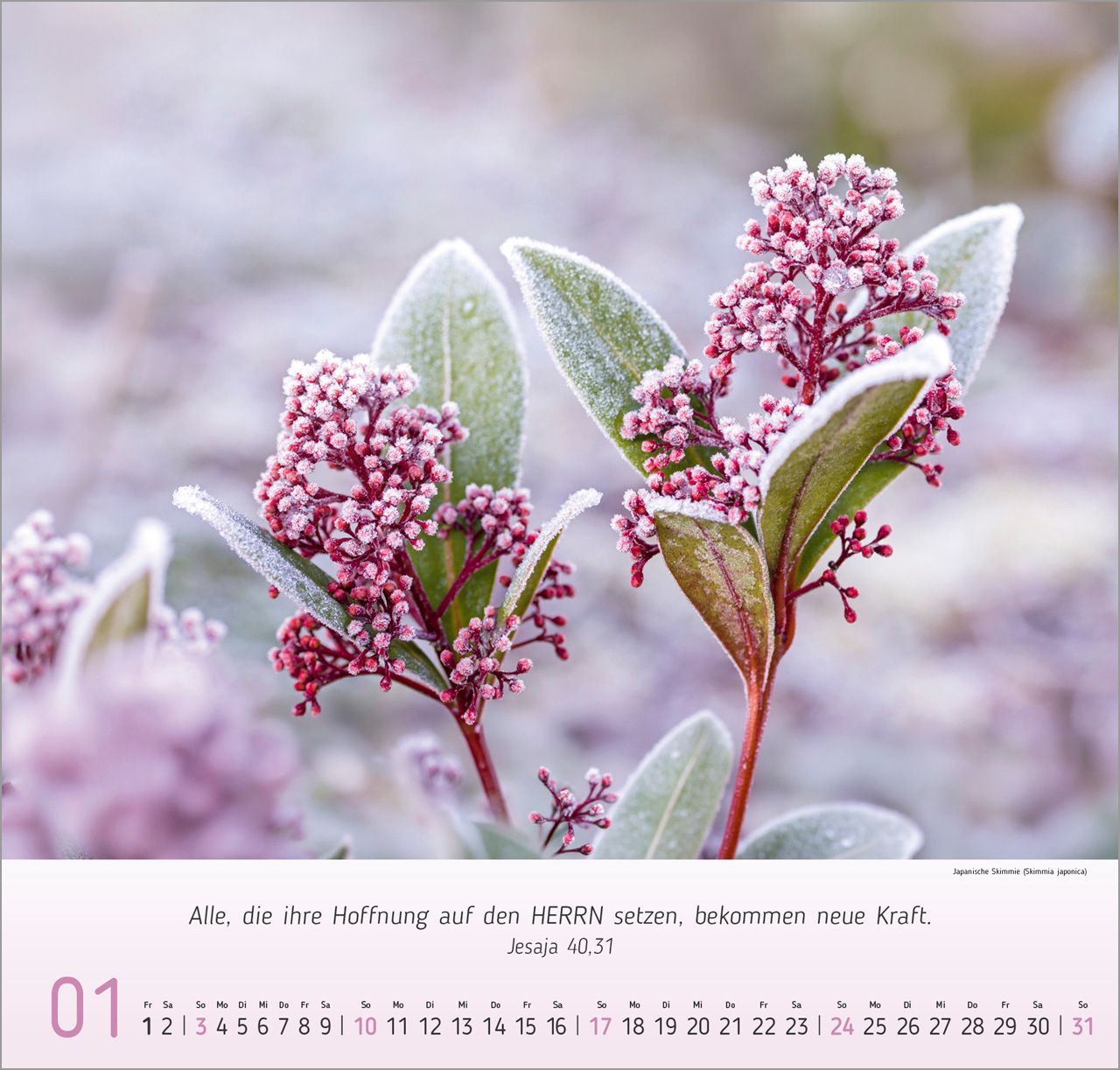Wandkalender - Blumen-Impressionen 2027 Wandkalender