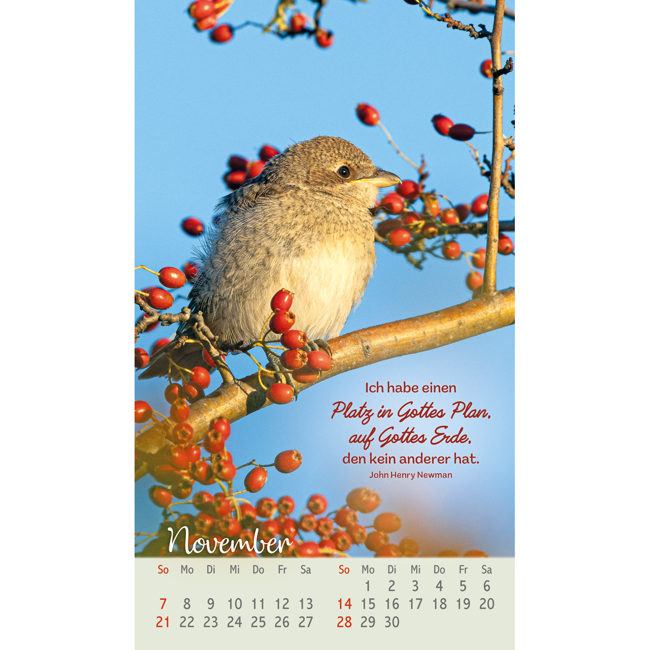 Postkartenkalender - Beflügelt und geborgen 2027