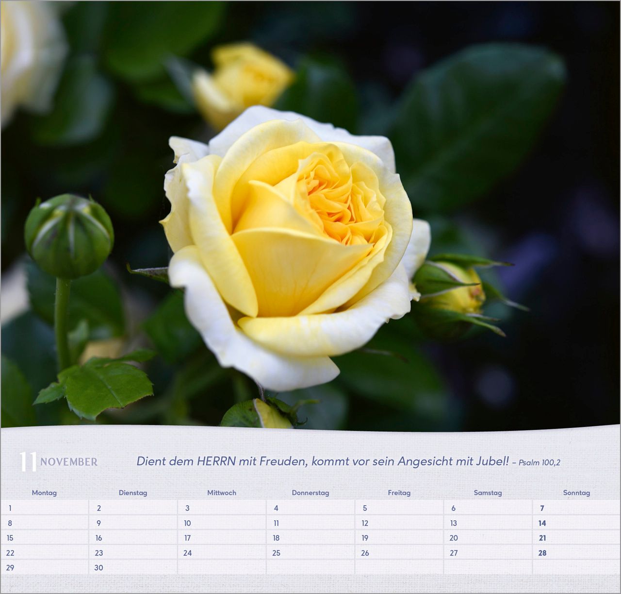 Wandkalender - Rosen 2027 Wandkalender