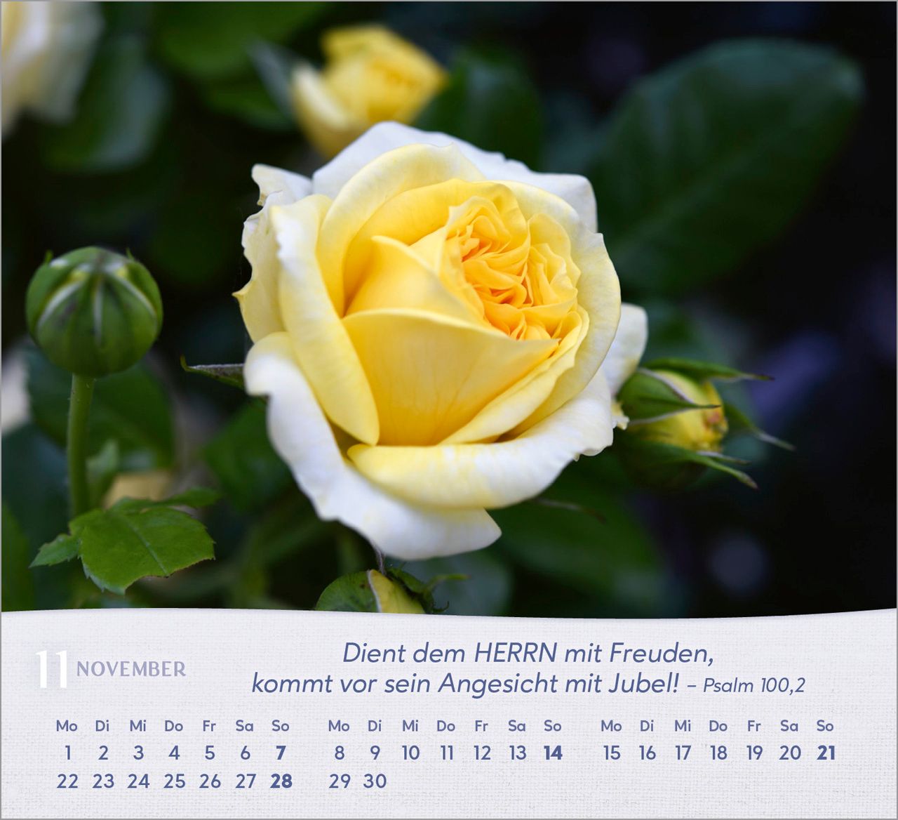 Tischkalender - Rosen 2027