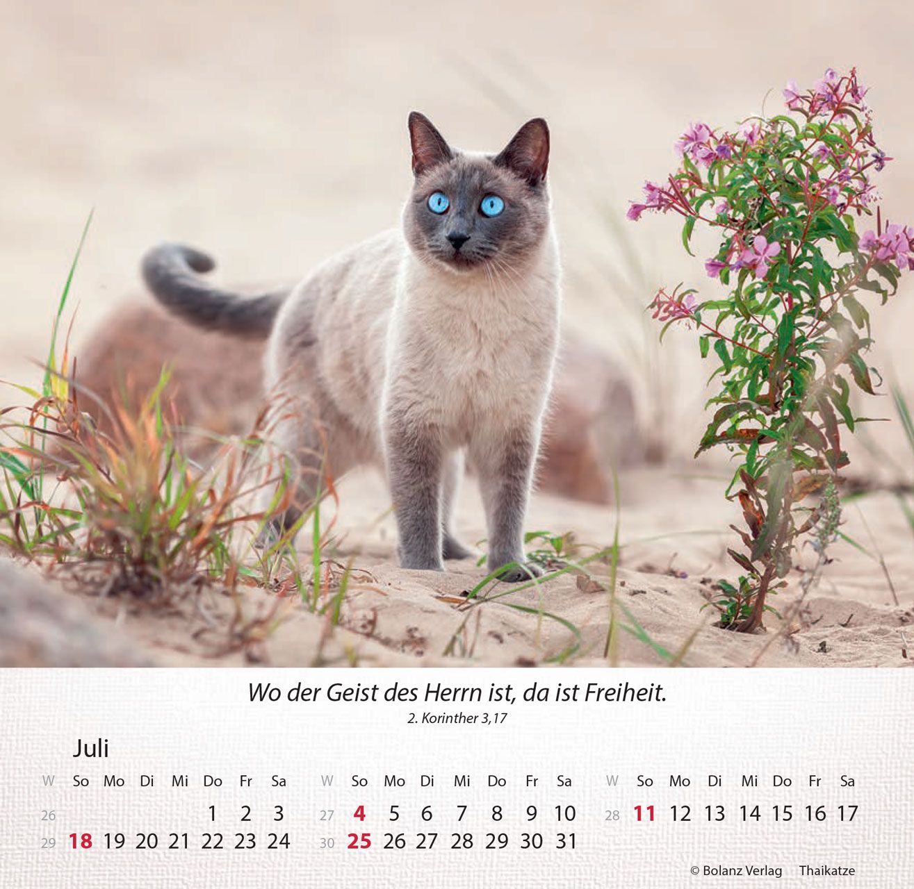 Tischkalender - Katzen 2027 Tischkalender