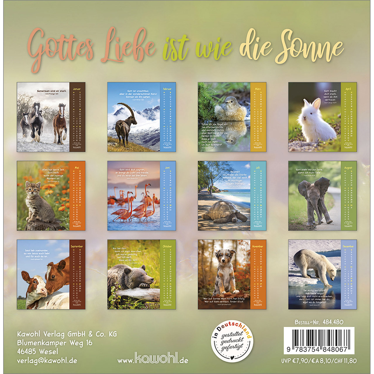 Postkartenkalender - Gottes Liebe ist wie die Sonne 2026 - Hase Kaninchen weiß