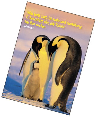 Spar-Paket: Tier-Motive Postkarten-Paket - Spar-Paket: Tier-Motive - Tiere