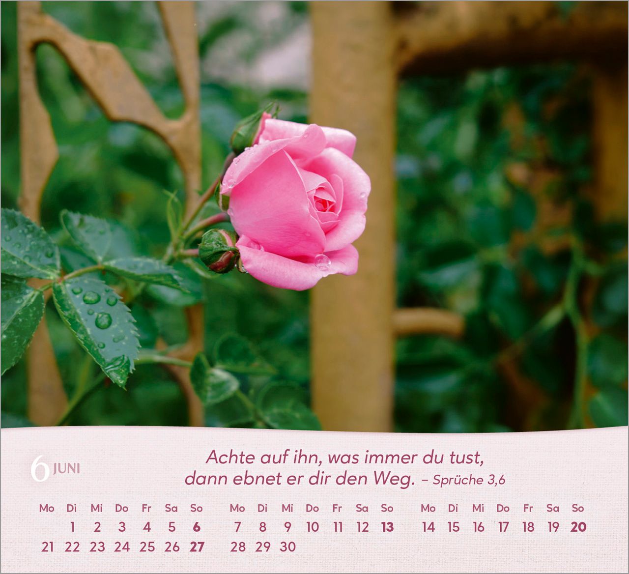 Tischkalender - Rosen 2027