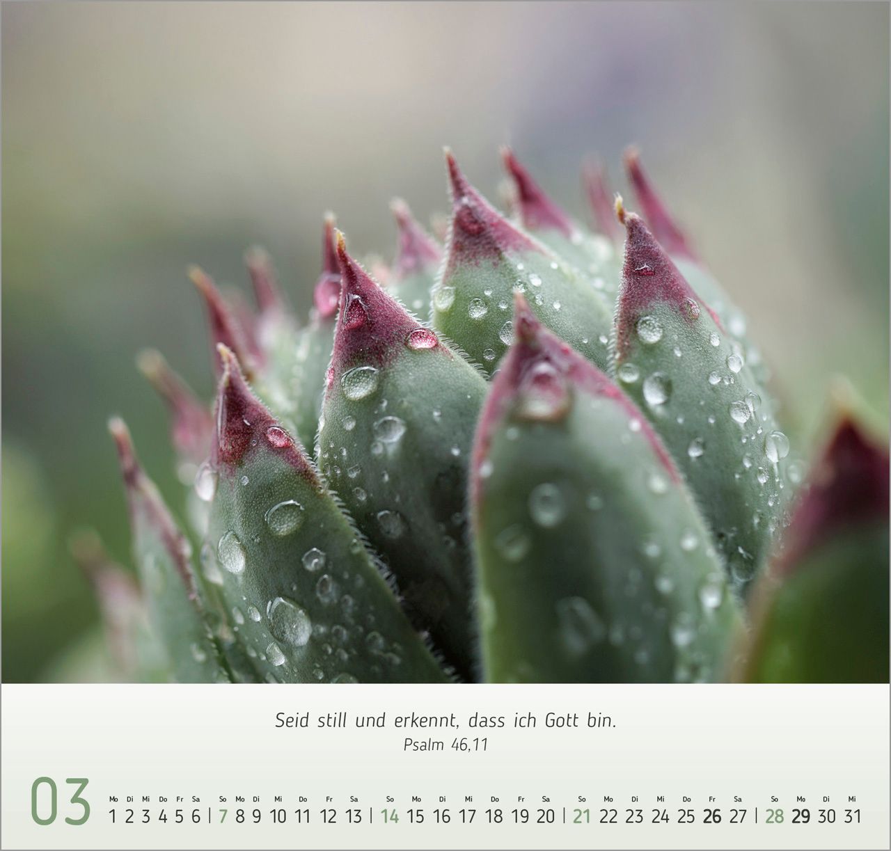 Wandkalender - Gesichter der Natur 2027