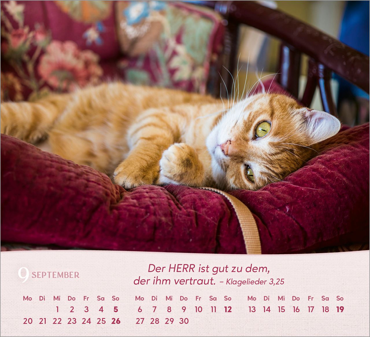 Tischkalender - Katzen 2027
