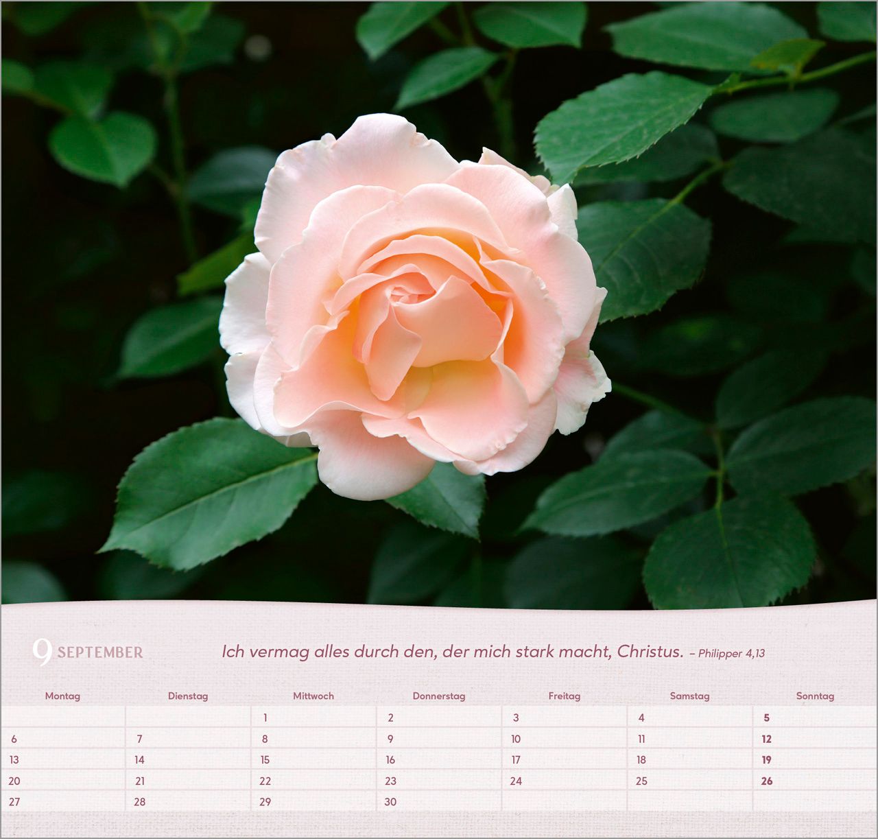 Wandkalender - Rosen 2027 Wandkalender