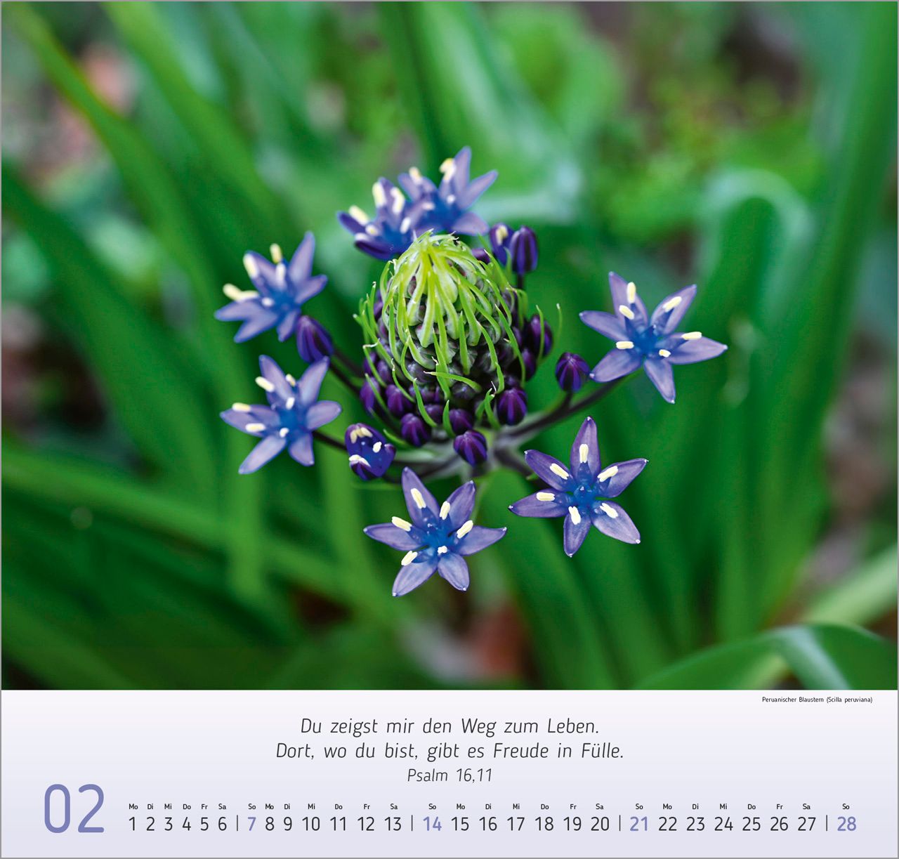 Wandkalender - Blumen-Impressionen 2027 Wandkalender