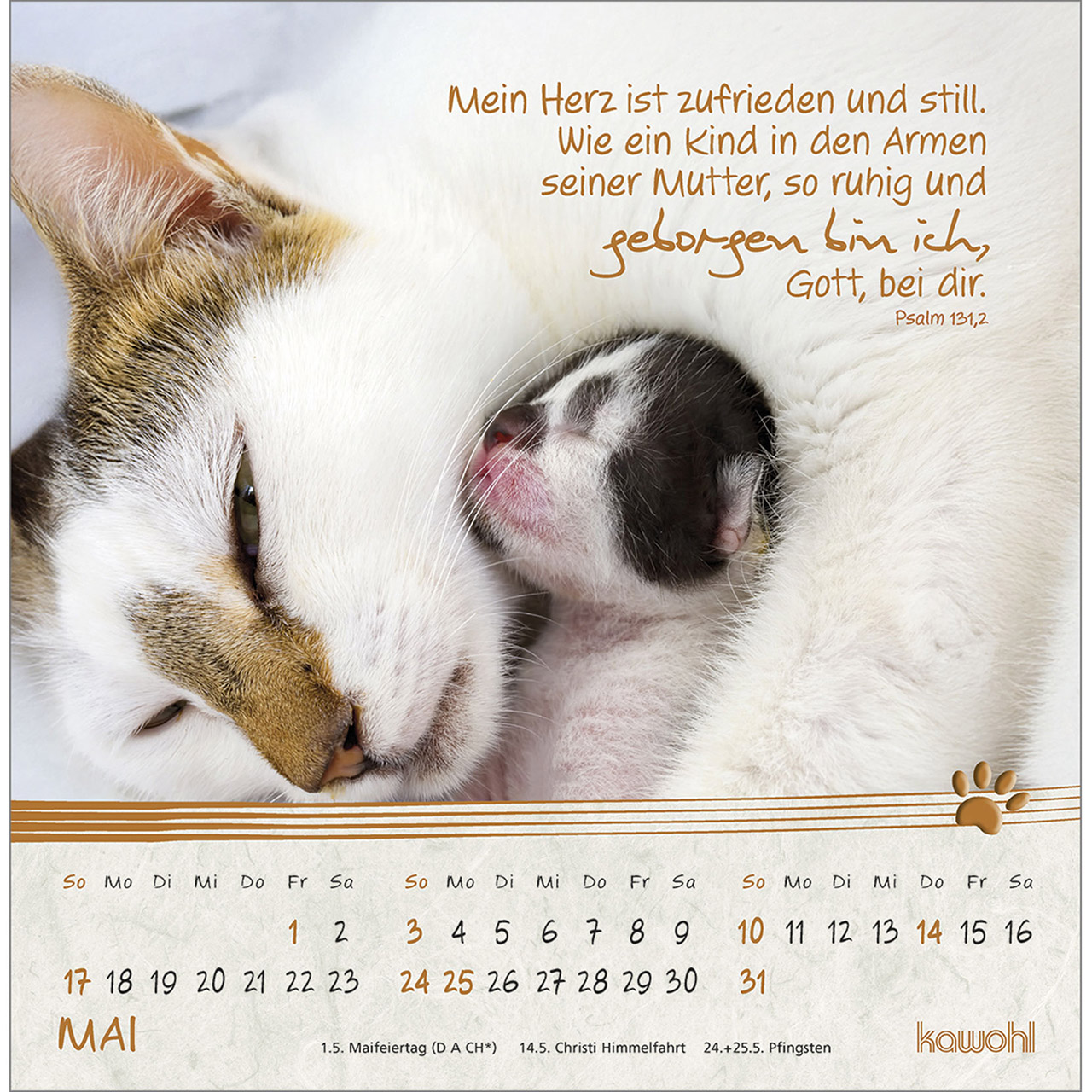 Postkartenkalender - Kleine Katzen-Tatzen 2026