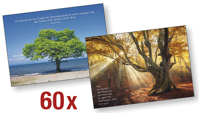 Spar-Paket: Baum-Motive Postkarten-Paket - Spar-Paket: Baum-Motive - Bäume