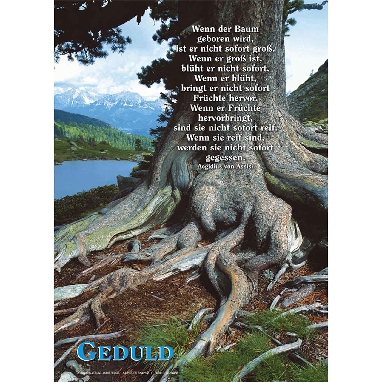 Poster - Wenn der Baum geboren wird - Baum Wurzeln