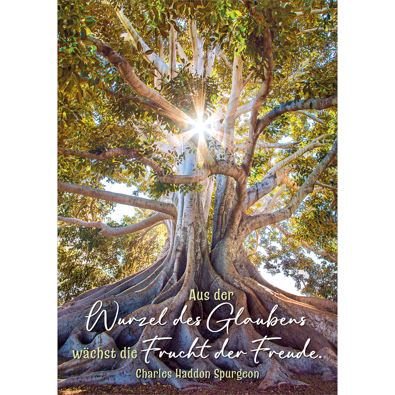 Postkarten - Aus der Wurzel des Glaubens - Baum Sonnenstrahlen