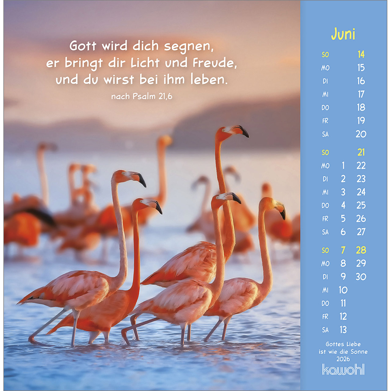 Postkartenkalender - Gottes Liebe ist wie die Sonne 2026 - Hase Kaninchen weiß