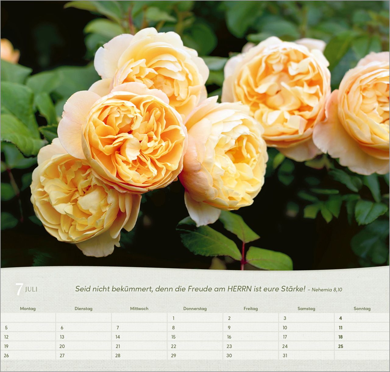 Wandkalender - Rosen 2027 Wandkalender