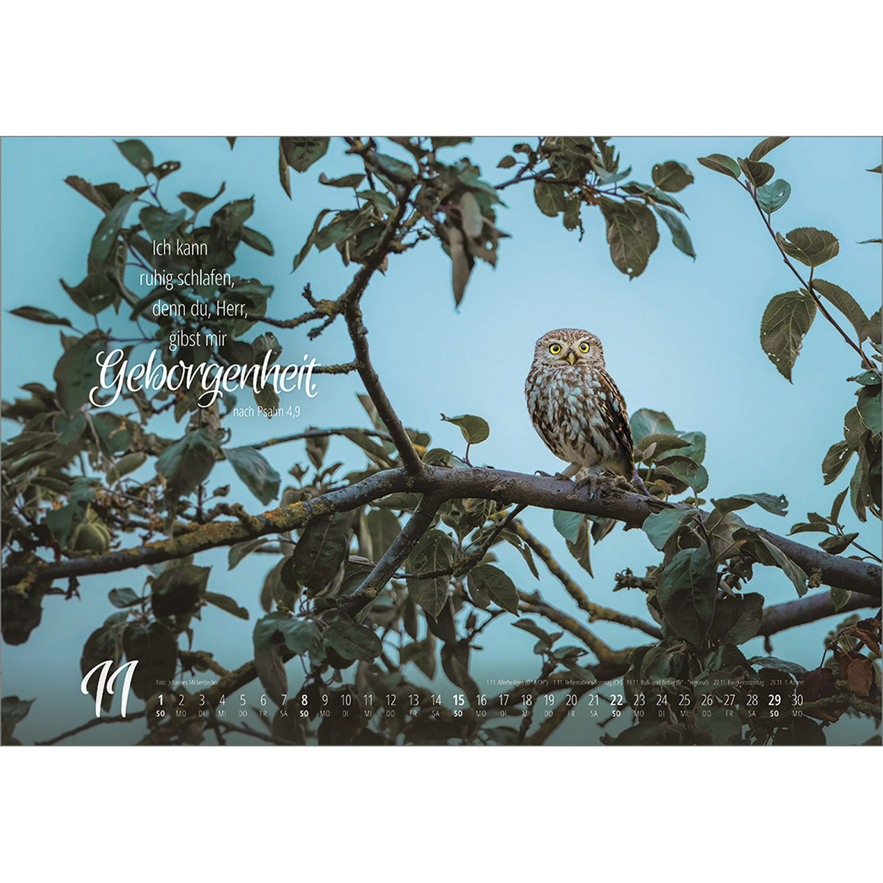 Wandkalender - Real Wildlife 2026