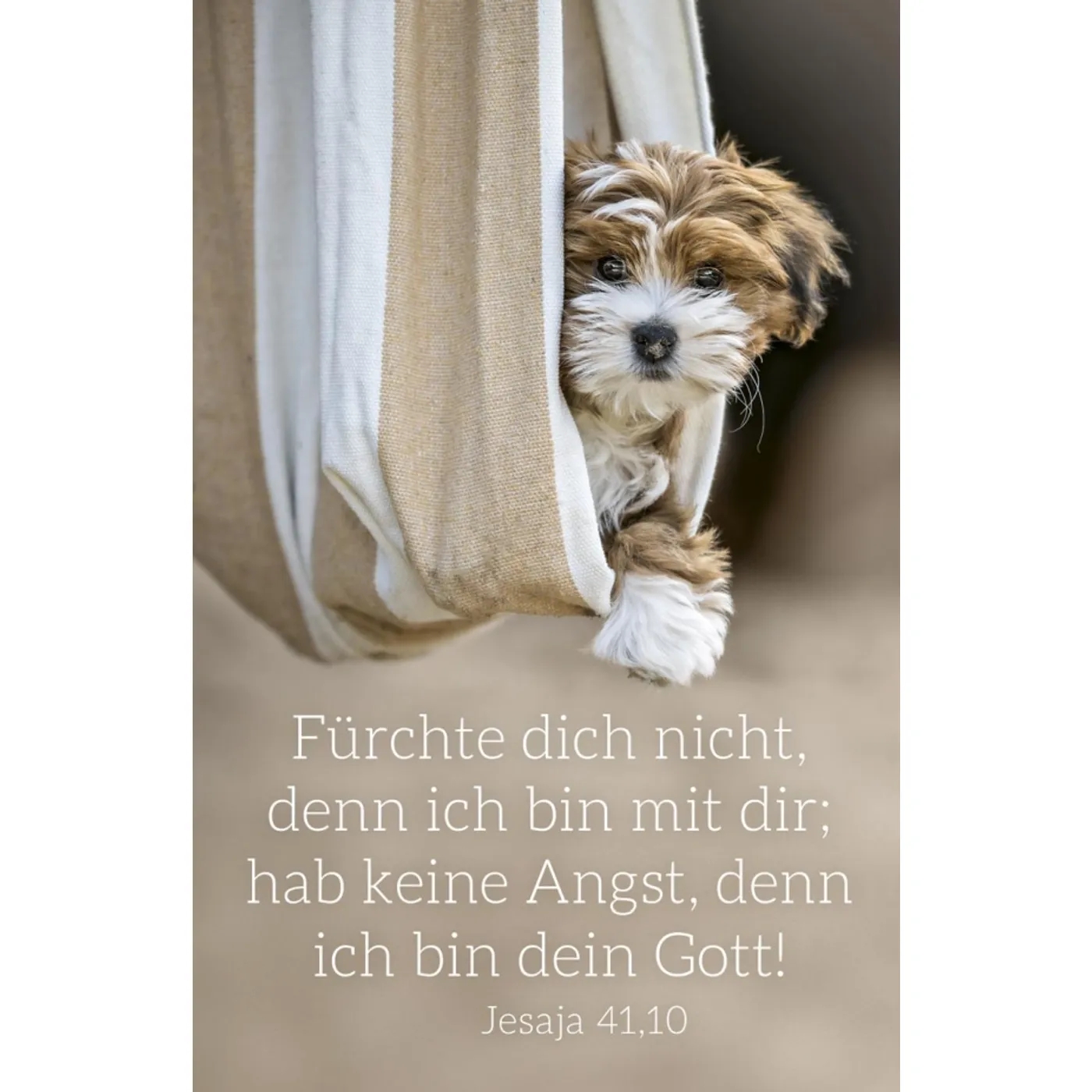 Spielkartenkalender - Spielkartenkalender Jahreslosung 2027 - Hund