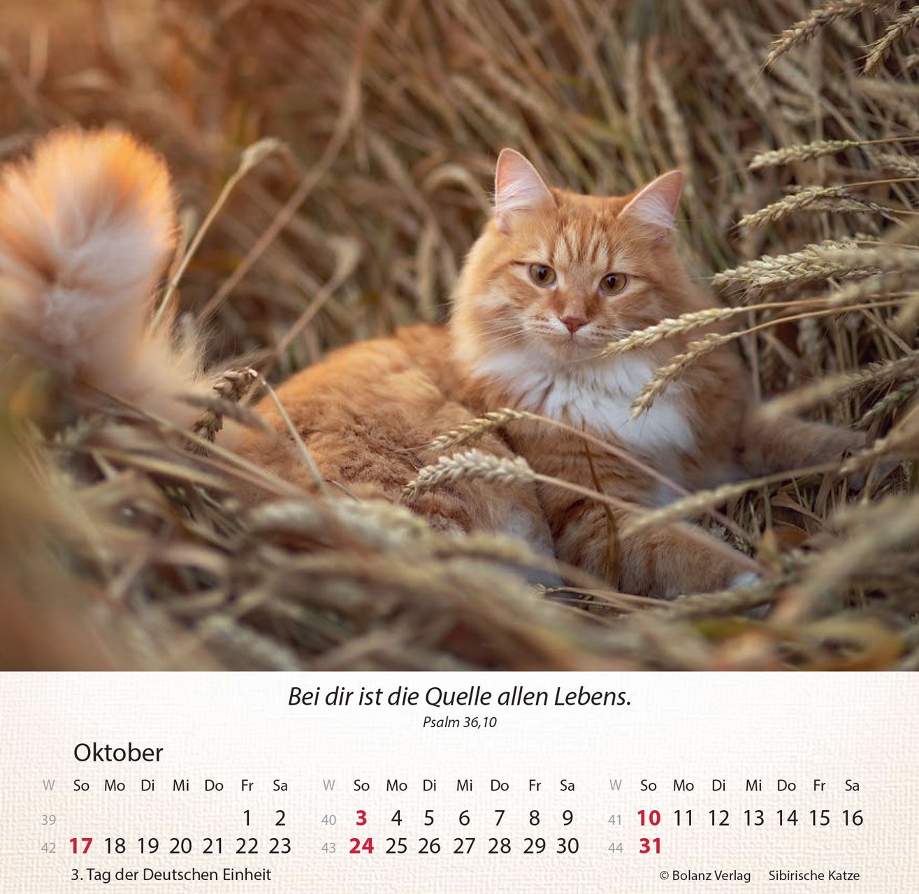 Tischkalender - Katzen 2027 Tischkalender