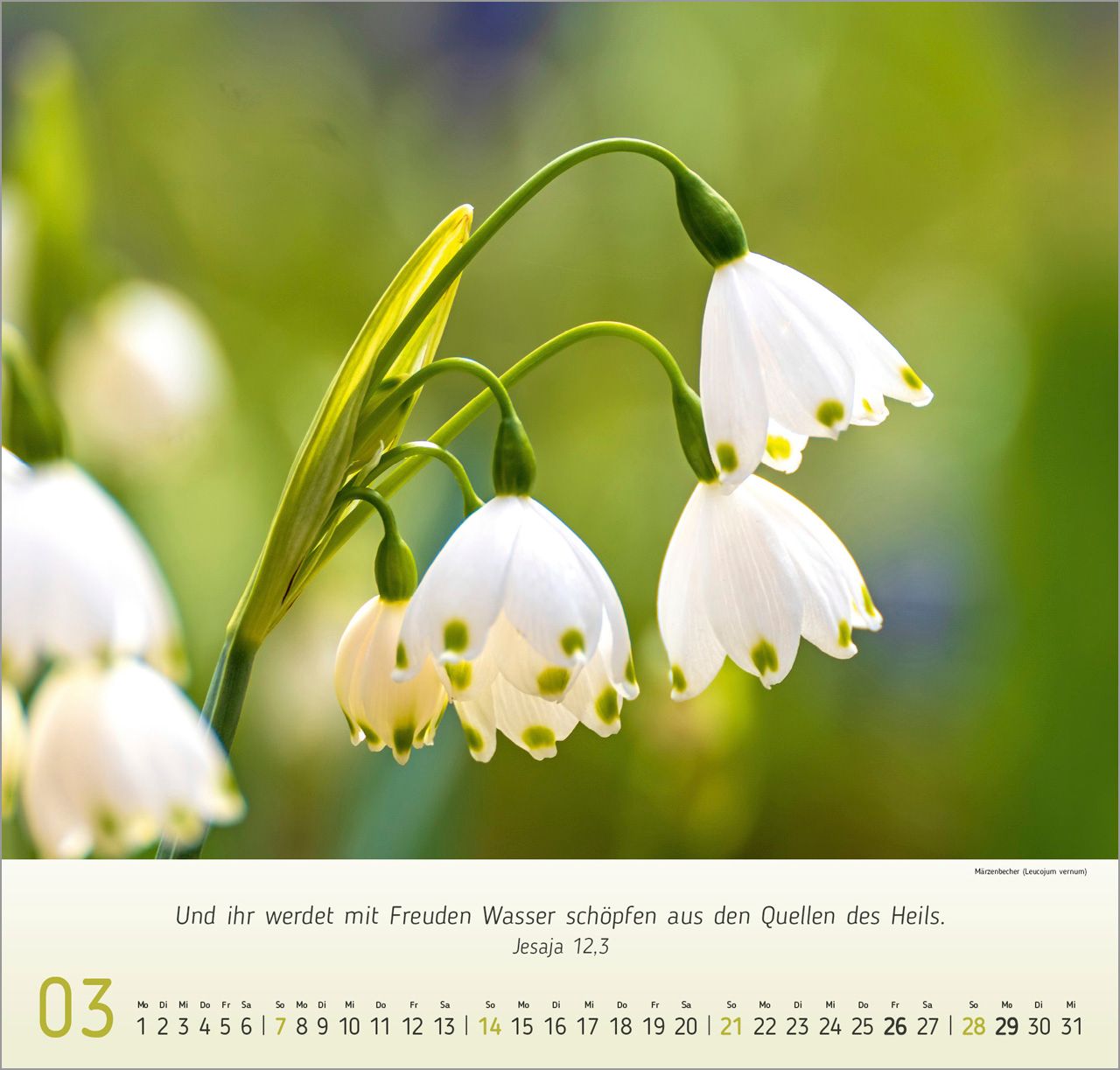 Wandkalender - Blumen-Impressionen 2027 Wandkalender