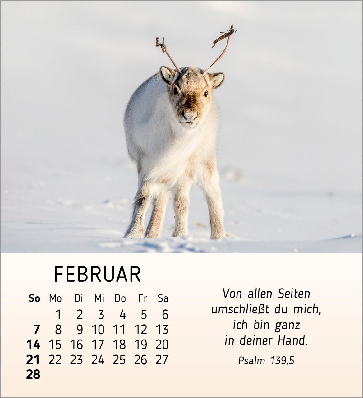 Tischkalender - Meine kleinen Freunde 2027