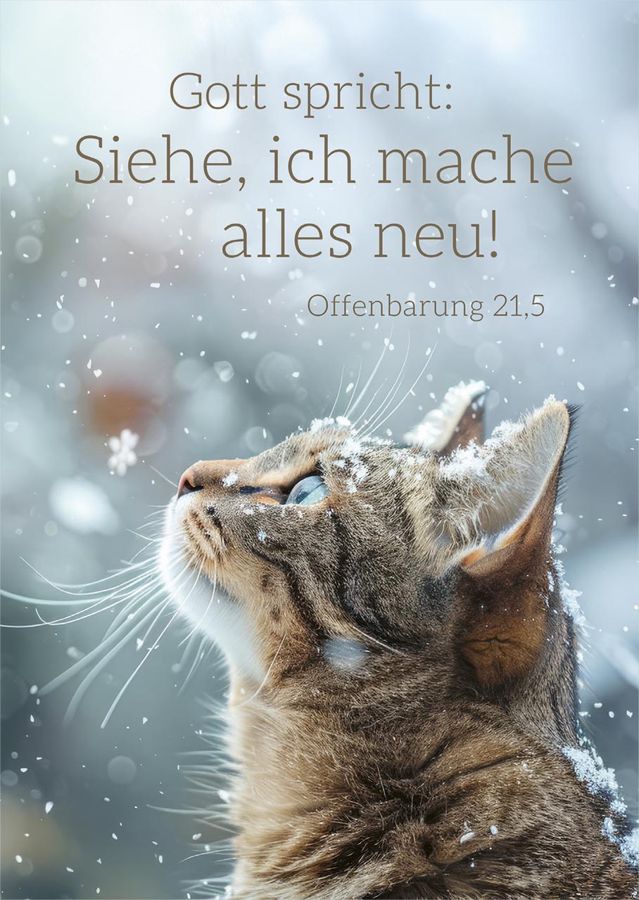 Postkarte 'Siehe, ich mache alles neu' - Katze (12 Ex.)